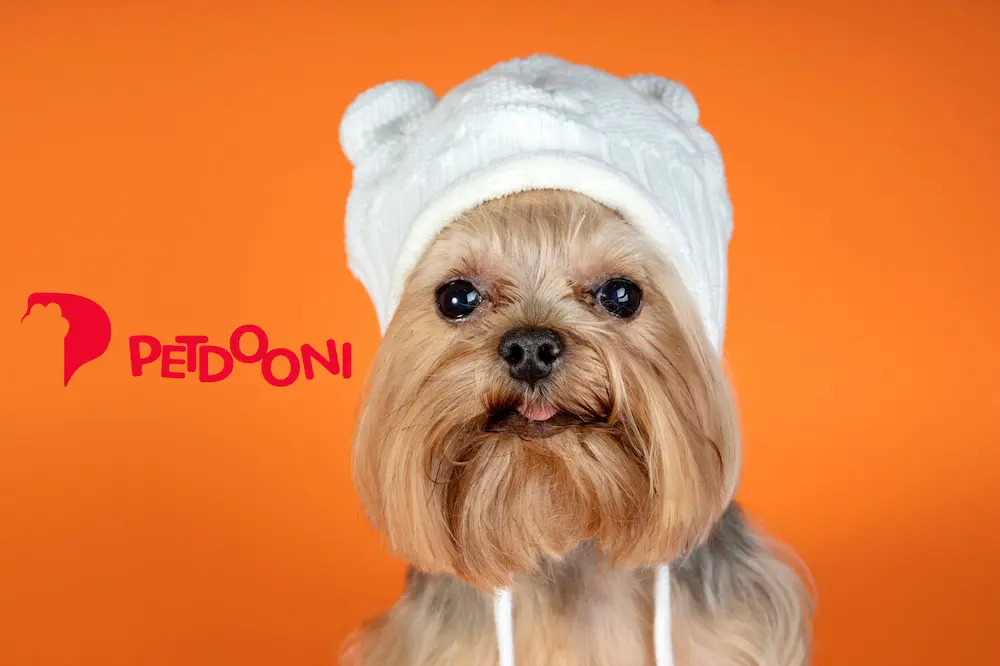 علت ریزش موی سگ‌ ها چیست؟ | بهترین شامپو ریزش موی سگ در پت شاپ آنلاین پت دونی 1404